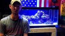 How to set up a Saltwater Reef tank - Episode 4, cleanup crew, fish and corals.-Nb9CbFOCcLU
