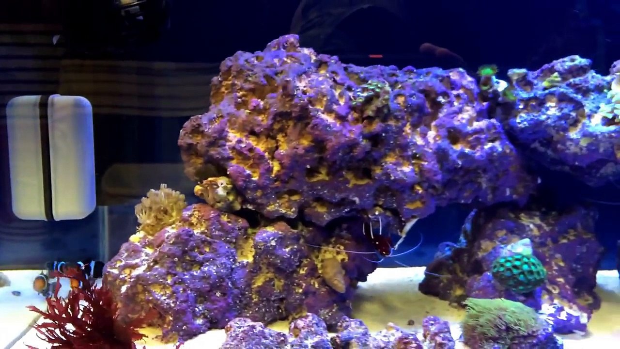 How To set up a Saltwater Reef Tank - Episode 5, New Tank Syndrome-pt9TkeDDARQ
