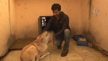 Kalcasinda Tumor Olan Kopek Ameliyatla Hayata Tutundu Dailymotion Video