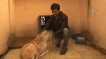 Kalçasında Tümör Olan Köpek Ameliyatla Hayata Tutundu