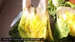김장배추 쉽게 절이는법과 좋은배추 고르는법!( 배추절이는 시간,염도,kimchi ,キムチ)-데라세르나-8JK_sFzR0jA