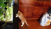 Cats and Fish  Funny Cats Trying To Catch The Fish (Full) [Funny Pets]