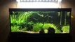 Intro to High Tech Planted Aquariums. Beginners Guide - Part 1-yV2EjQWM8tw