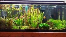Issues with the 55 gallon planted tank.-bOmizcKFkog