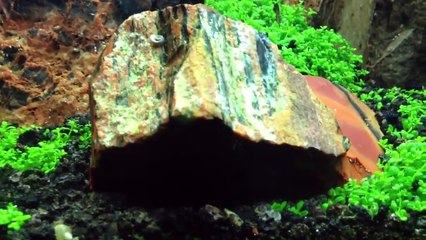 Iwagumi Aquarium - Dwarf Baby Tears-cO9YDaiRZ9s