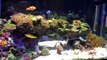 Low Tech 10 gallon Nano Saltwater Reef Aquarium. Soft Corals, LPS Corals & Coralline Algae-Rdk9Tj1xcQU