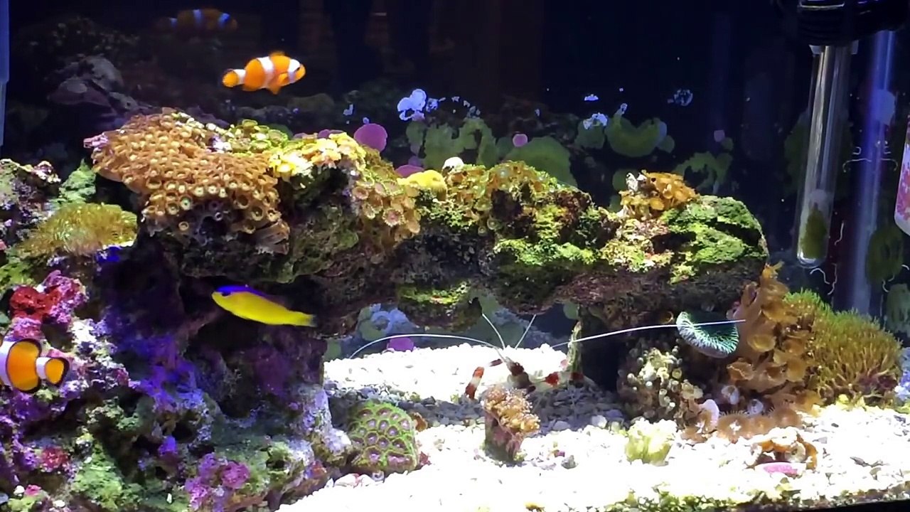 Low Tech 10 gallon Nano Saltwater Reef Aquarium. Soft Corals, LPS Corals & Coralline Algae-Rdk9Tj1xcQU