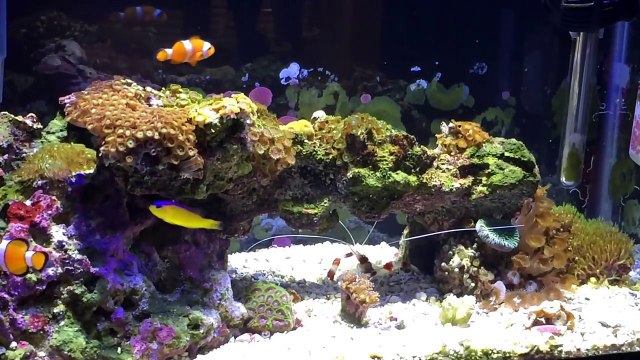 Low Tech 10 gallon Nano Saltwater Reef Aquarium. Soft Corals, LPS Corals & Coralline Algae-Rdk9Tj1xcQU