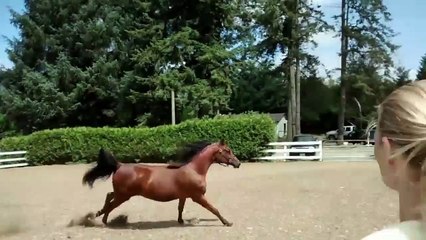 Un cheval s'enfuit de son enclos d'une façon complètement improbable !