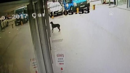 Maviş" ve "Zeytin" İlçe Esnafının İlgi Odağı Oldu