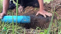 Easy Deep Hole Quail & Bird Trap Using PVC Pipe And Electric Fan Guard That Work 100%