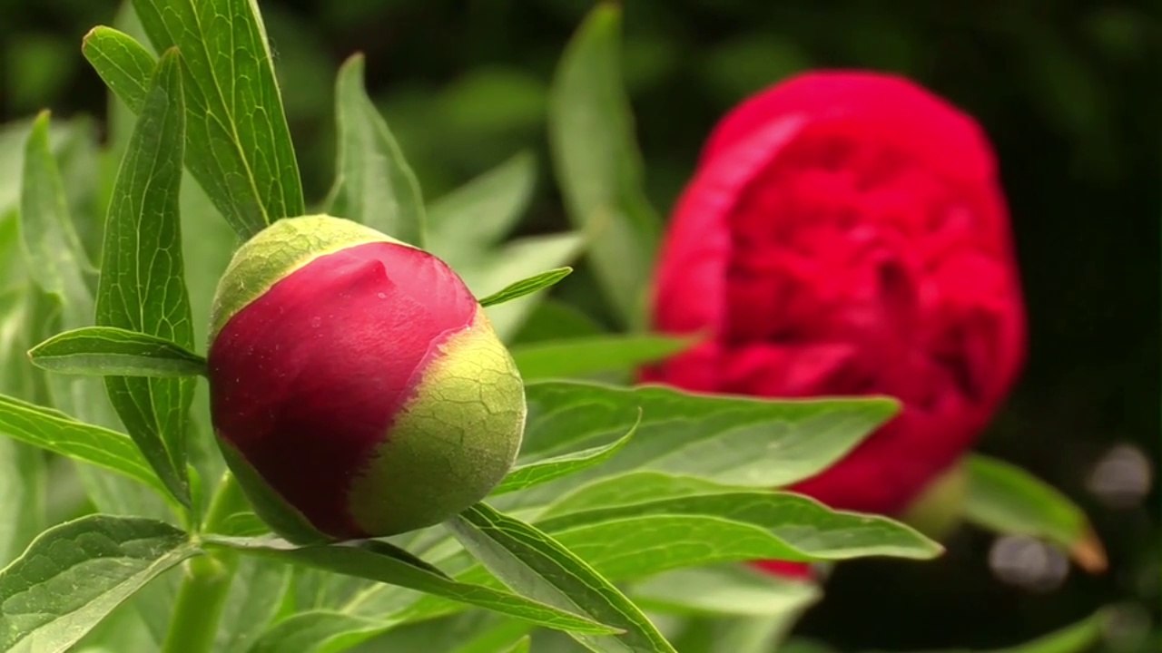 ORGAN MUSIC (Organ and Voice) ★ Pentecostes, Pfingsten ★ Playlist Natascha