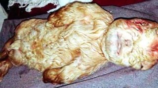 Top 10 Animals Born With Human Faces