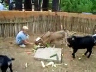 Un bouc botte les fesses d'un enfant