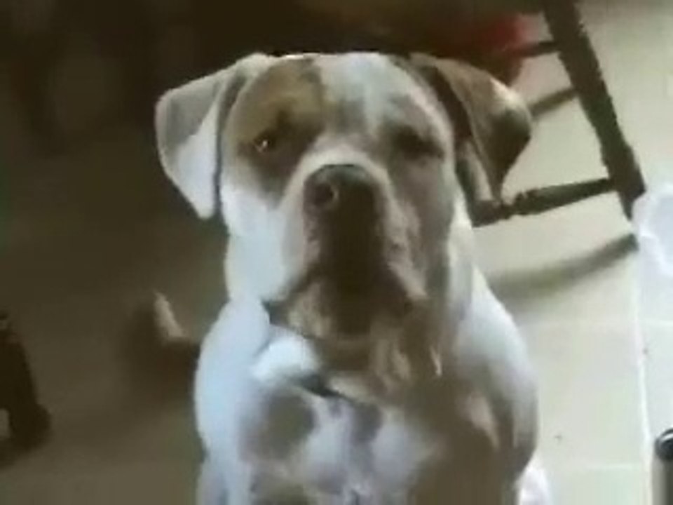 Un chien qui parle (I Love Mama)
