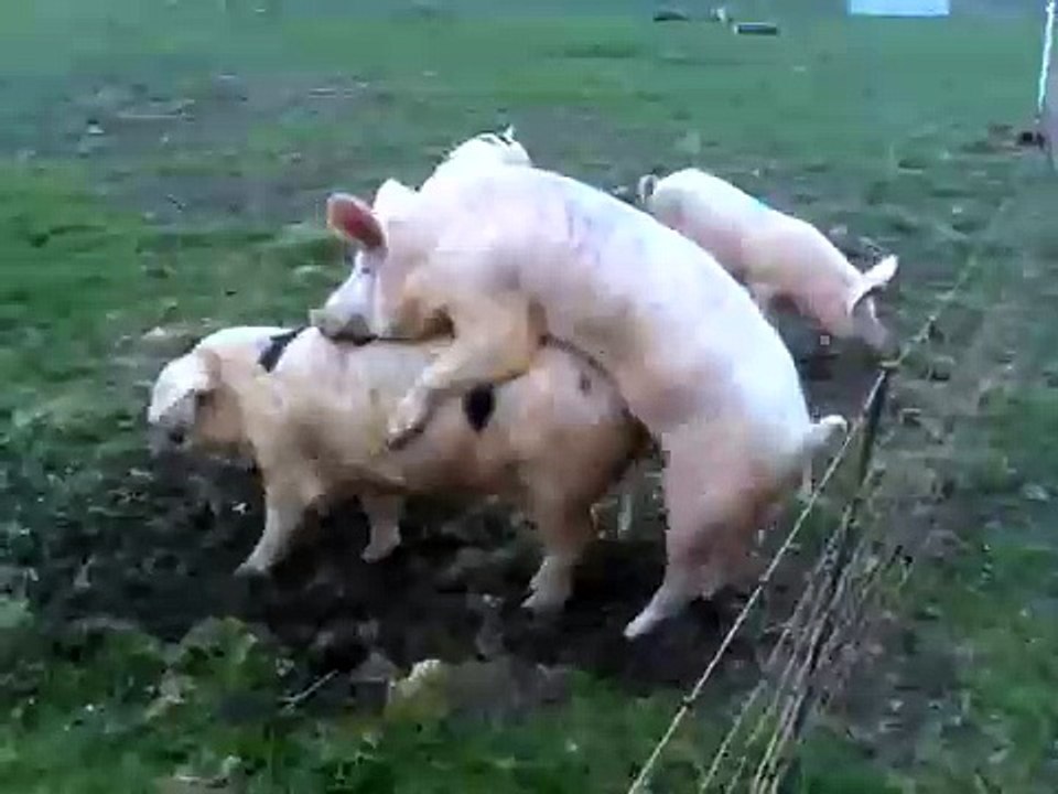 Un cochon trop près d'une cloture électrique