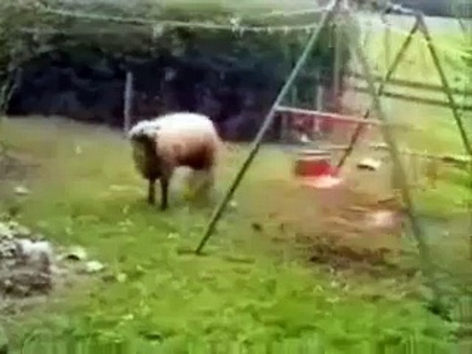 Un mouton fait de la balançoire