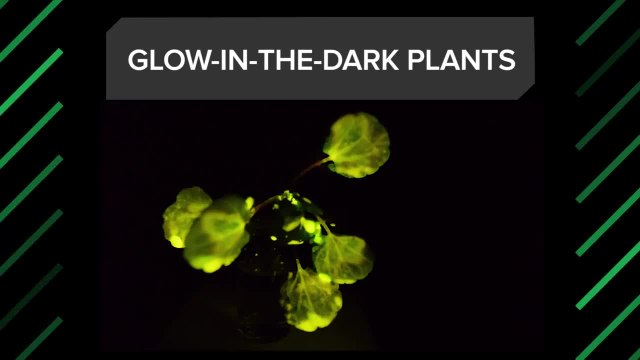 Glow-in-the-Dark Plants | Crunch Report