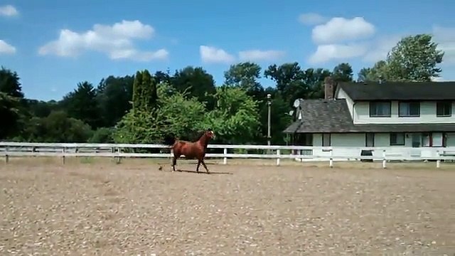 Ce cheval a trouvé une méthode pour se barrer de son enclos... Hop la belle glissade