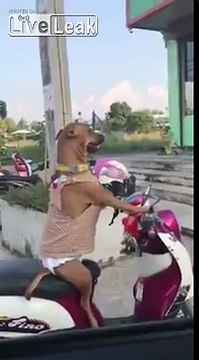 Découvrez la position insolite de ce chien qui attend son maître sur son scooter