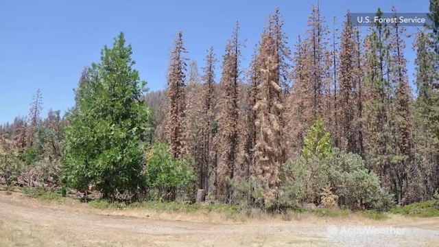 Dead trees plague California's forests