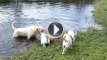 Labrador Father Teaches Puppies To Swim ADORABLE