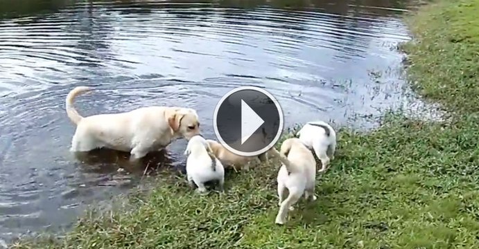 Labrador Father Teaches Puppies To Swim ADORABLE