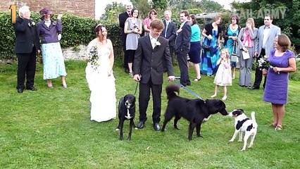 The Top 29 Dog Fails: FailArmy Hall of Fame (December 2017)