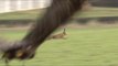 Hunting hares with golden eagles - fantastic flights