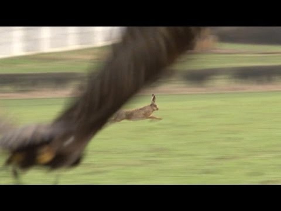 Hunting hares with golden eagles - fantastic flights