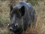 Fieldsports Britain - Hunting British wild boar   woodcock bonanza   Quex Museum