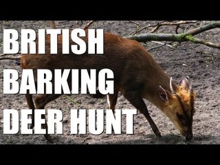 Muntjac stalking in Bedfordshire