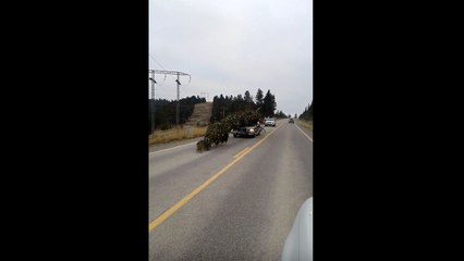 Ramener un petit sapin de Noël à la maison