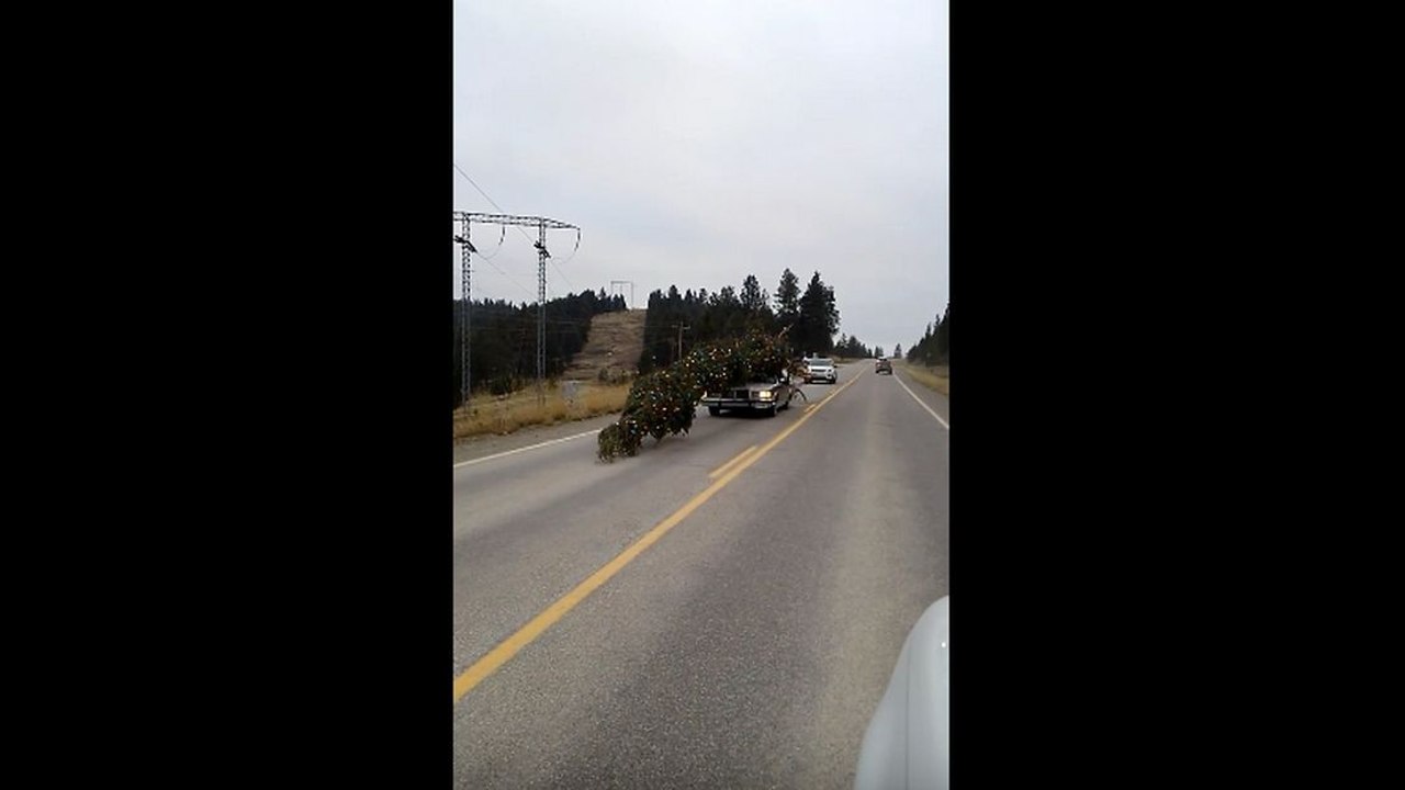 Ramener un petit sapin de Noël à la maison