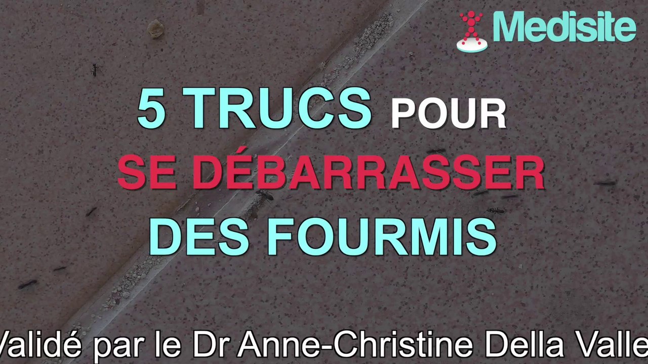 5 trucs pour se débarrasser des fourmis