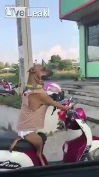 Ce chien attend son maitre assis sur son scooter... Pret à partir!