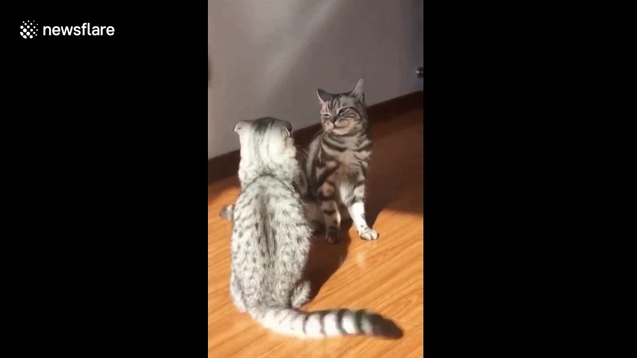 Cat choke slams another cat during fight