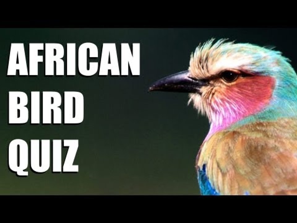 African bird quiz