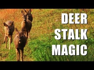 Fieldsports Britain : Close encounters with deer and mapping rabbits  (episode 149)