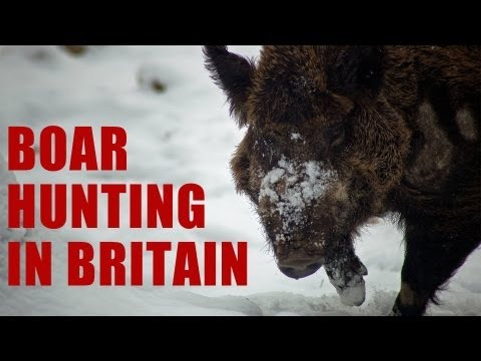 British Wild Boar II... the sequel