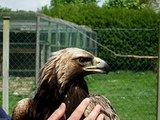 Fieldsports Britain : RSPCA kills an eagle, plus learn to ferret and catch carp  (episode 6)