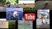 Hunting YouTube - slingshots, fishing and airgunning