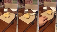 Gato "mãos-leves" tenta roubar de fininho o pão da dona que está sobre a mesa