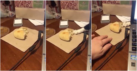 Gato "mãos-leves" tenta roubar de fininho o pão da dona que está sobre a mesa