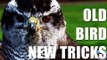 Fieldsports Britain - Training goshawks to catch partridges + shooting pigeons  (episode 158)