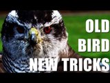 Fieldsports Britain - Training goshawks to catch partridges + shooting pigeons  (episode 158)