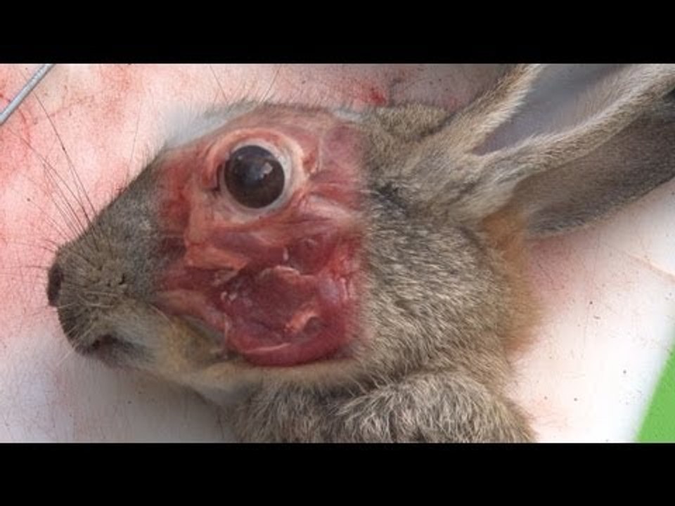 Pellet power & performance 3 - Rabbit hunting