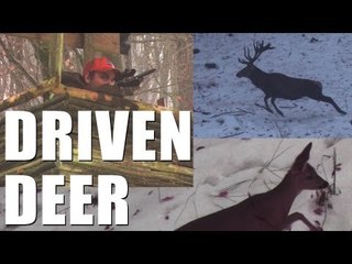 Fieldsports Britain - Driven deer + boar, and decoying crows  (episode 160)