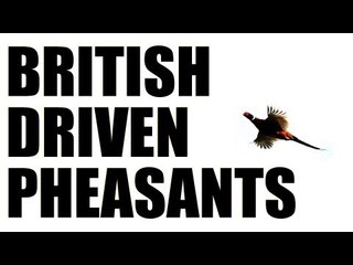 Fieldsports Britain : Driven pheasant shooting + gundog training  (episode 166)