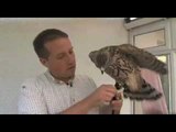 How to make jesses in falconry